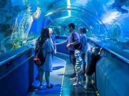 Hành trình khám phá thế giới đại dương tại thủy cung Aquaria KLCC Malaysia